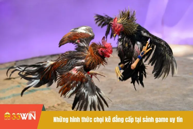 Những hình thức chọi kê đẳng cấp tại sảnh game uy tín